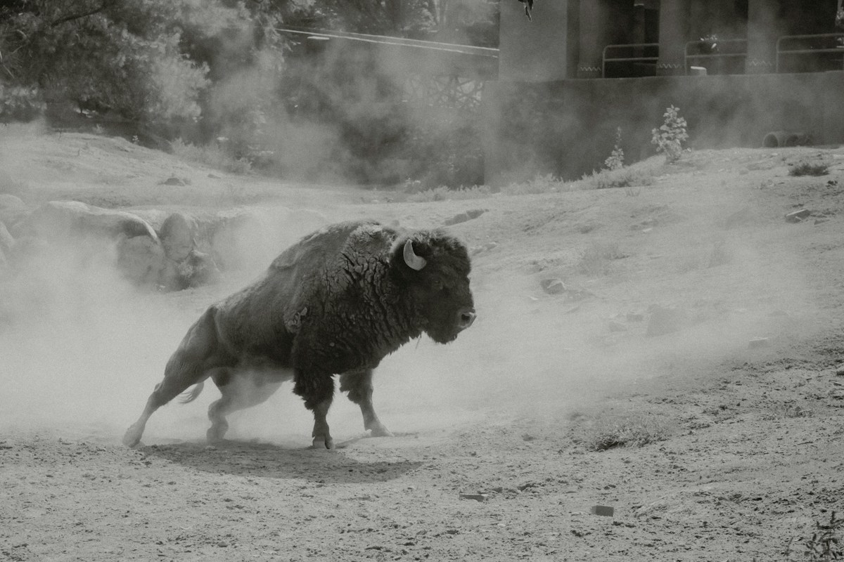Bison Return to Mexico's Chihuahuan Desert After 200 Years, Sparking Rapid Ecosystem Revival