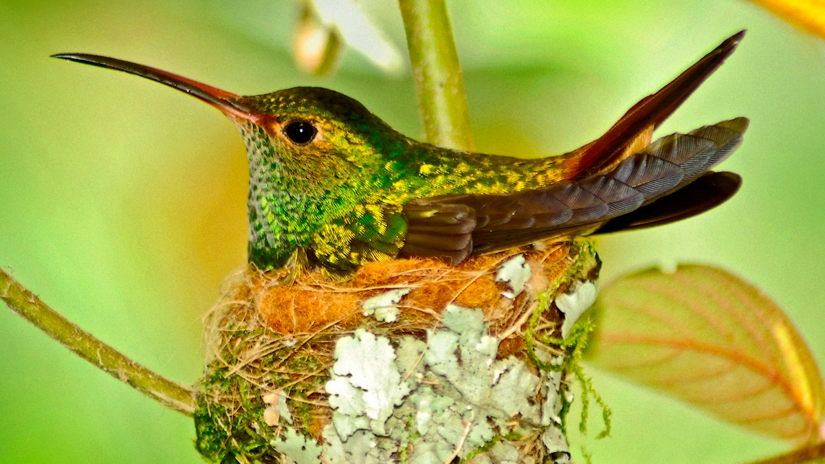 How a Rare Bird Discovered in the 1990s Sparked a Conservation Movement in Ecuador