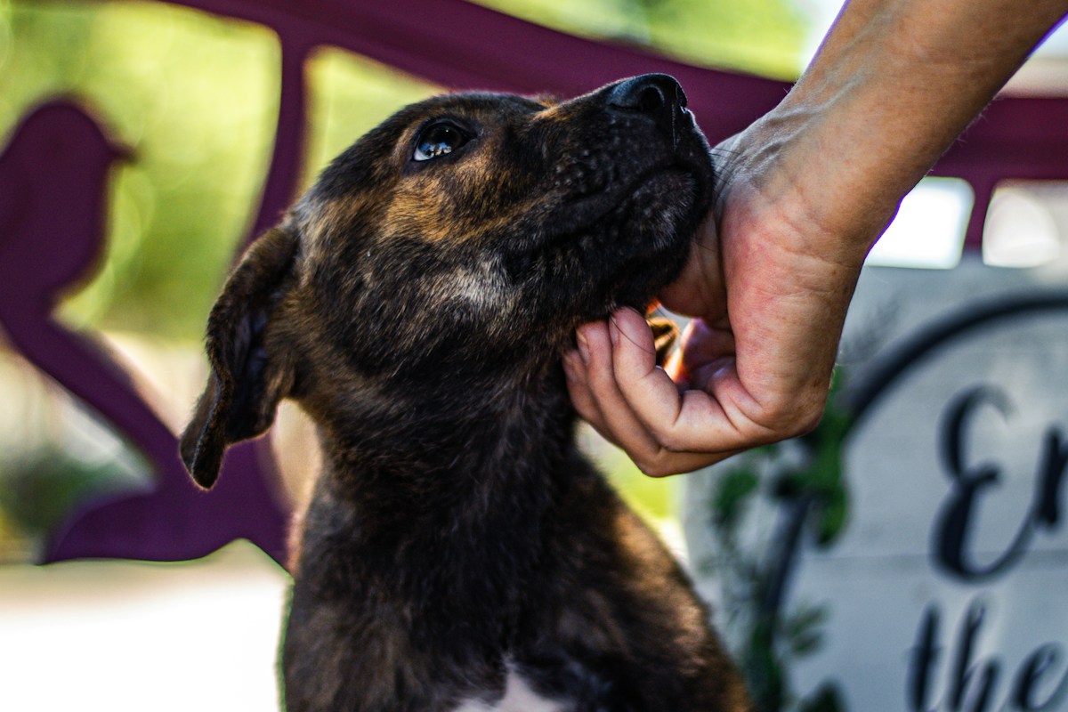 Over 135,000 Shelter Animals Find Loving Homes in Nationwide Adoption Campaign