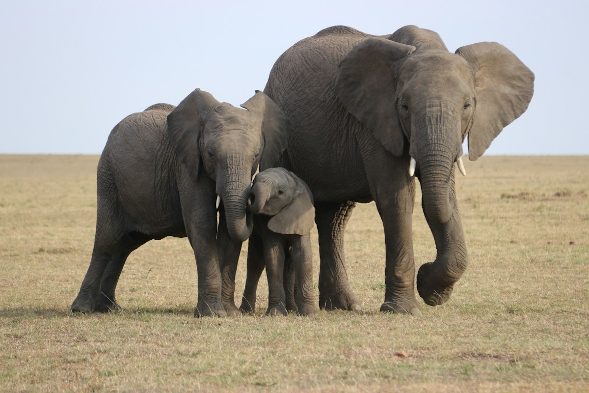 Rescued as an orphaned calf, a resilient elephant in Kenya is now thriving as a new mother