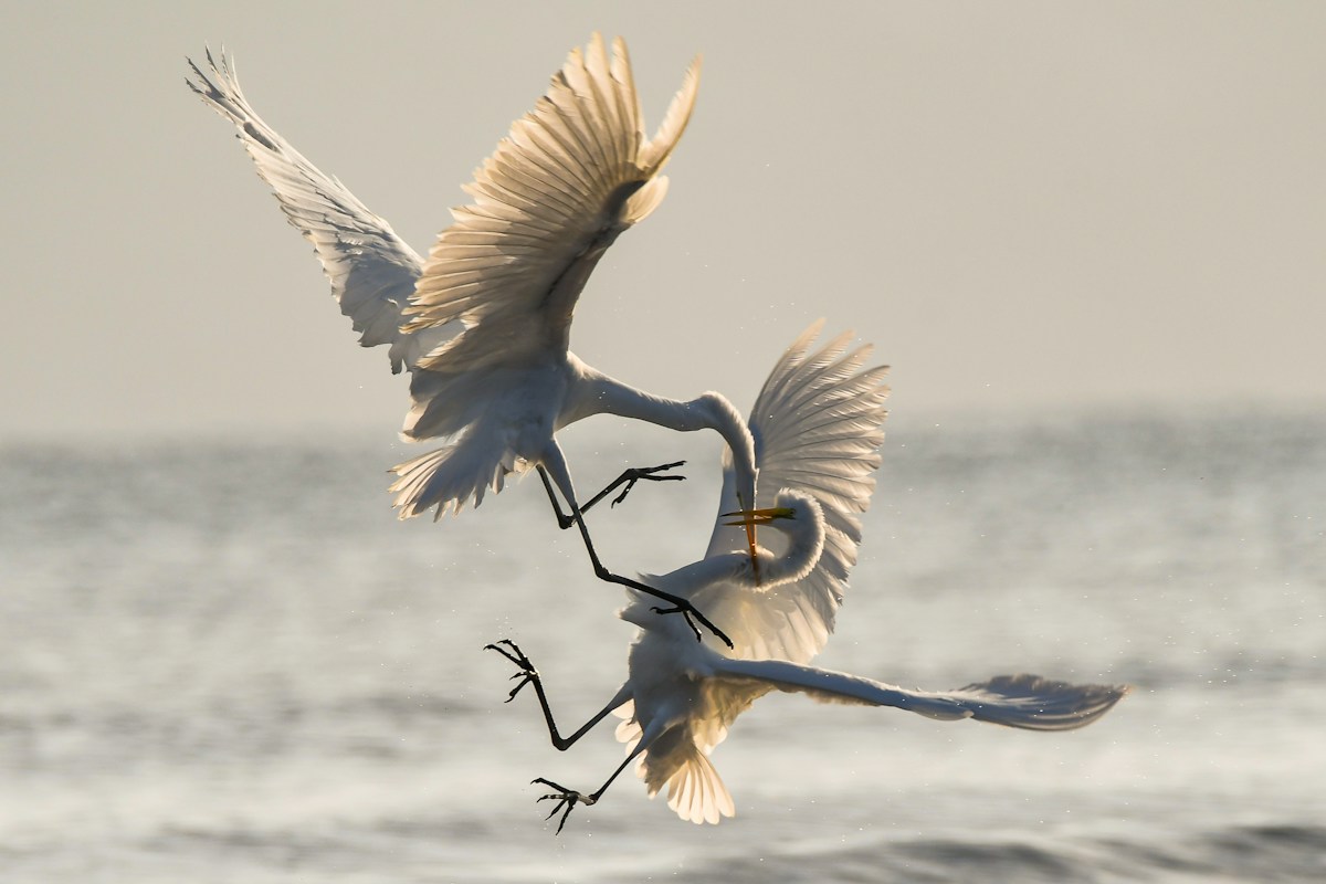 Stunning avian imagery celebrated in Bird Photographer of the Year awards