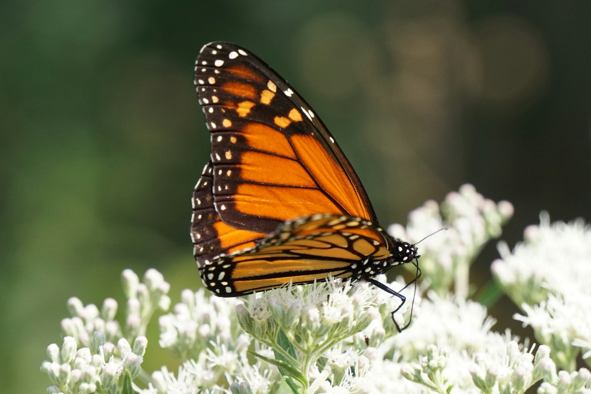 Wisconsin Inmates Help Revitalize Monarch Butterfly Populations Through Inspiring Prison Program