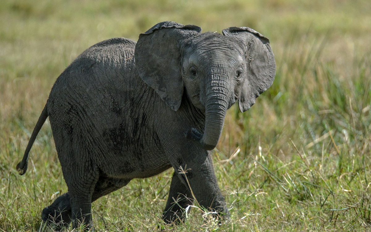 Quick-Thinking Baby Elephant Finds Safety Among Zebras Before Rescue by Park Rangers