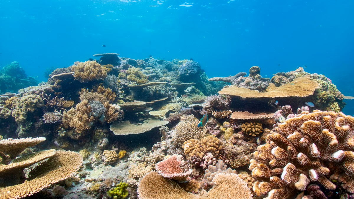 Taiwanese Students Upcycle Discarded Oyster Shells into Thriving Artificial Coral Reefs