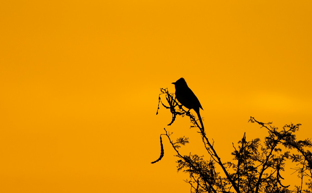 Elusive Songbird Spotted in West Africa for the First Time in 13 Years