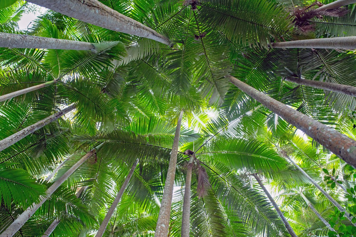 How tropical trees adapt to drought with a clever nighttime breathing strategy