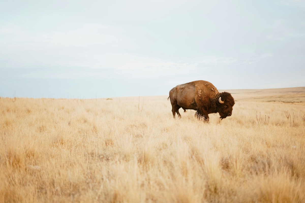 From Cancer-Detecting Canines to Desert-Restoring Bison: Ten Stories of Remarkable Progress