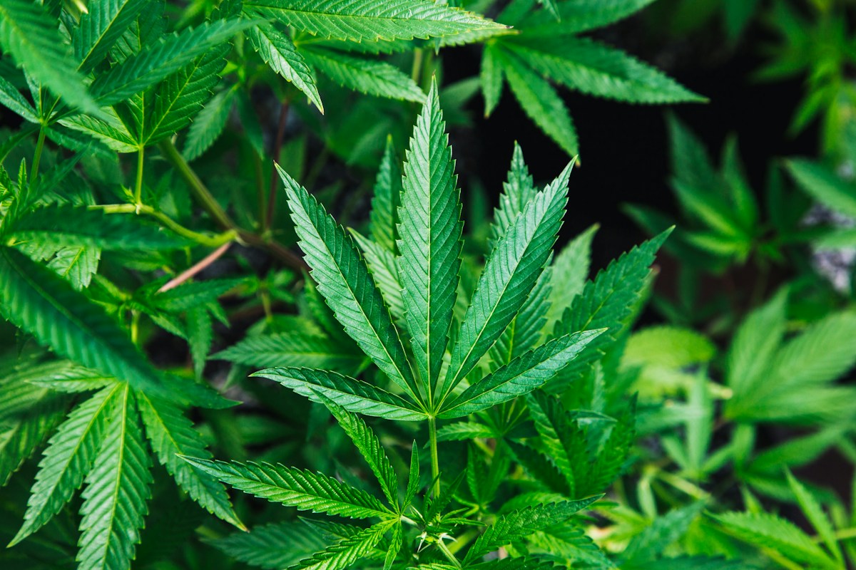 Hidden Healing: Scientists Discover Rich Source of Rare Medical Compounds in Discarded Cannabis Leaves