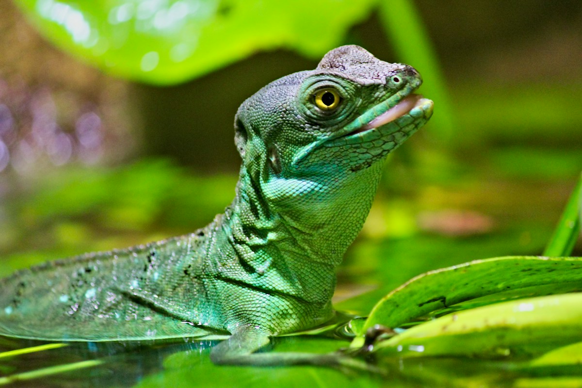 Prehistoric Amphibian Discovered by Student Scientists Receives a Heartwarming Name Honoring Their Moms