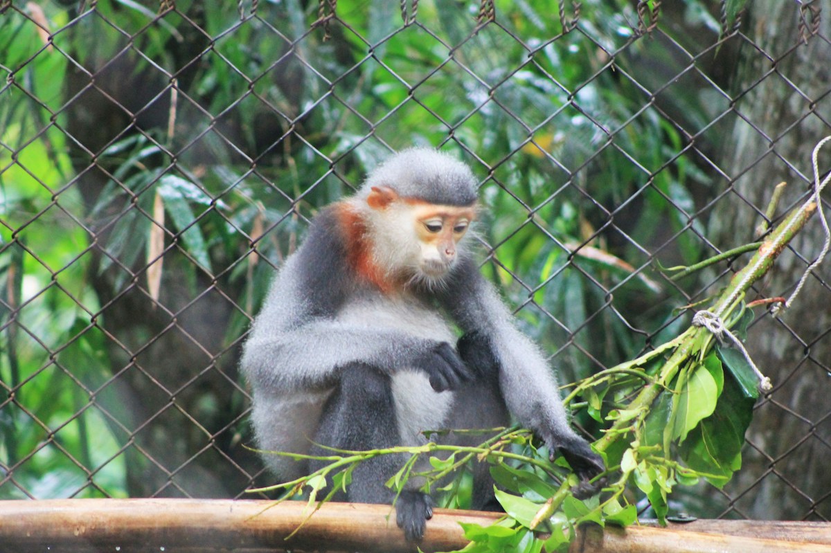 Vietnam Establishes New Conservation Reserve to Shield One of Earth's Rarest Primates