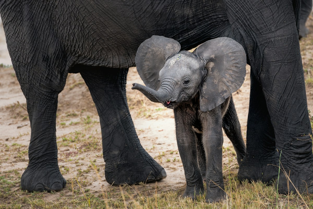 A Young Orphaned Elephant Finds His Forever Herd in Warm Welcome