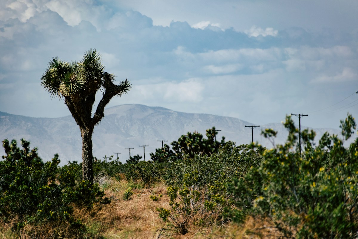 New Joshua Tree Wildlife Crossings to Provide Safe Passage for Mojave Desert Mountain Lions