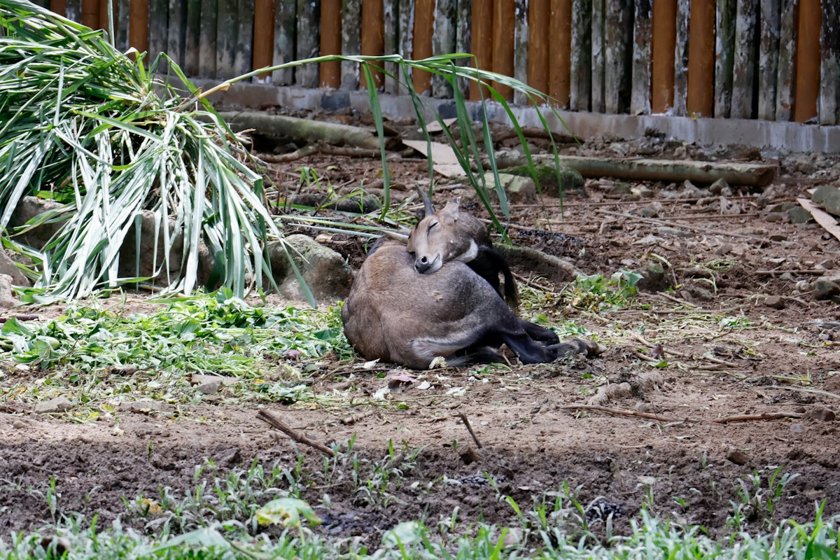 Rescued Baby Hippo Finds Comfort and a Diverse New Family at Wildlife Sanctuary