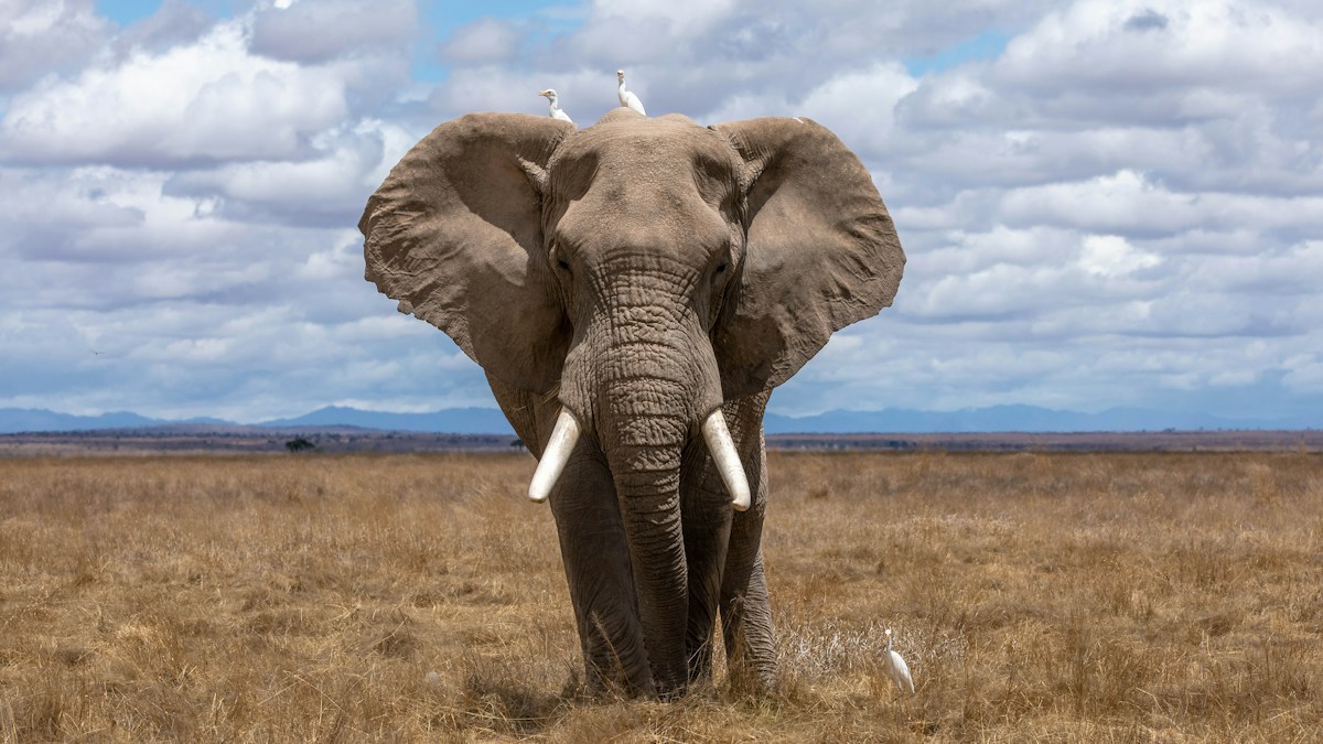 Tanzanian Farmers Create Safe Passage for Elephants in Historic Conservation Effort