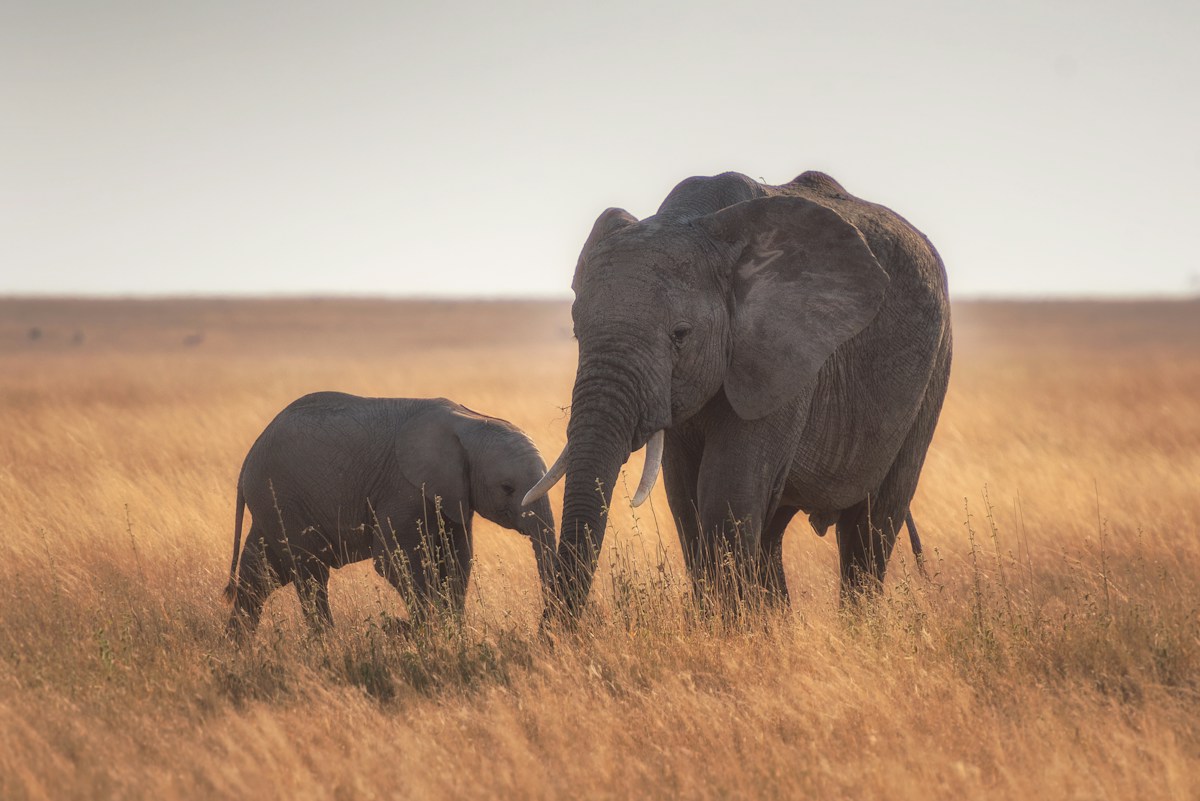 Gentle Giant: How an Adult Male Elephant Protected an Orphaned Calf Until Rescue Arrived