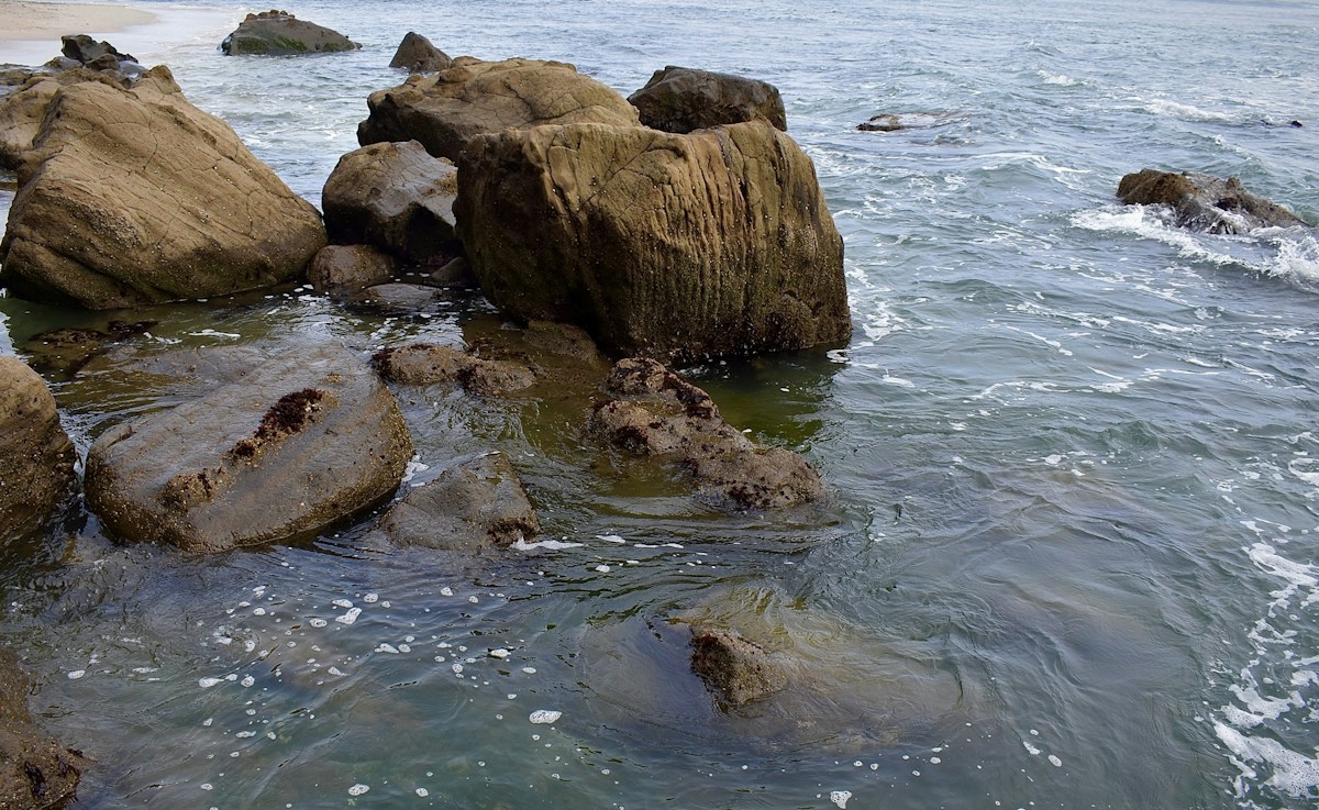 In a Historic First, Sea Turtles Found Nesting on California Beaches