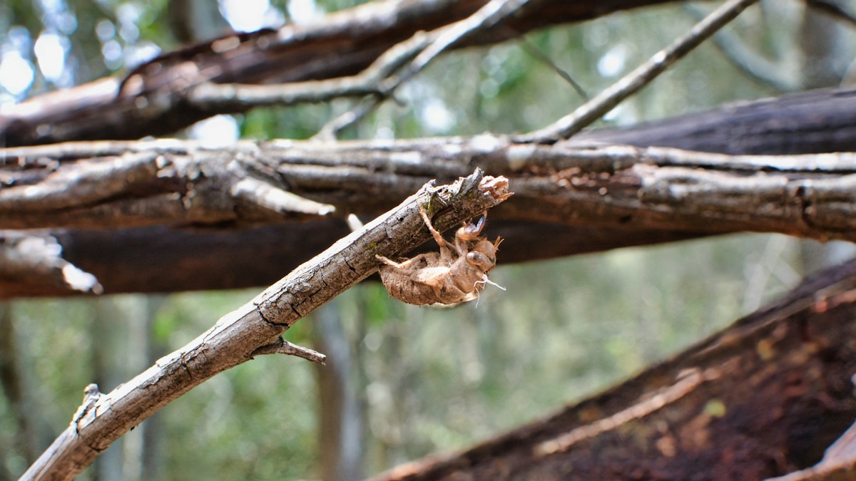 Hidden in Plain Sight: Scientists Discover Two New Australian Stick Insect Species