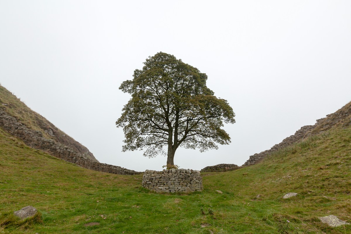 Iconic Sycamore Gap Tree Shows Remarkable Resilience as New Shoots Reach Three Feet Tall