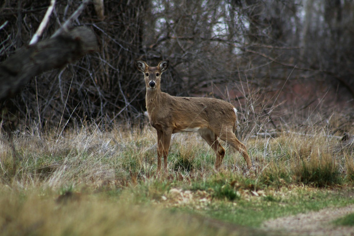 Colorado Wildlife Overpass Reconnects Historic Pronghorn Habitat Well Under Budget