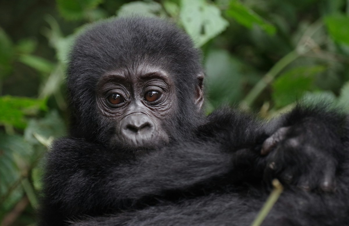 Global Milestones for Equality, Ageism Awareness, and Gorilla Conservation Highlight a Week of Progress