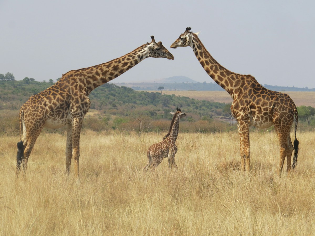 Rescued Giraffe Returns to Kenyan Sanctuary to Share Her New Calf with the Rangers Who Saved Her