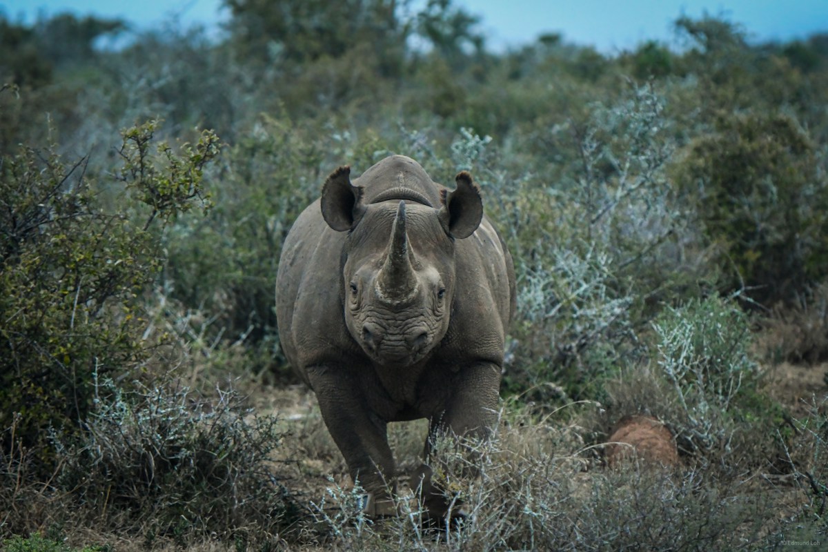 A Win for Wildlife and Technology: This Week's Top Positive Stories Feature Rhino Conservation, Literary Milestones, and EV Progress