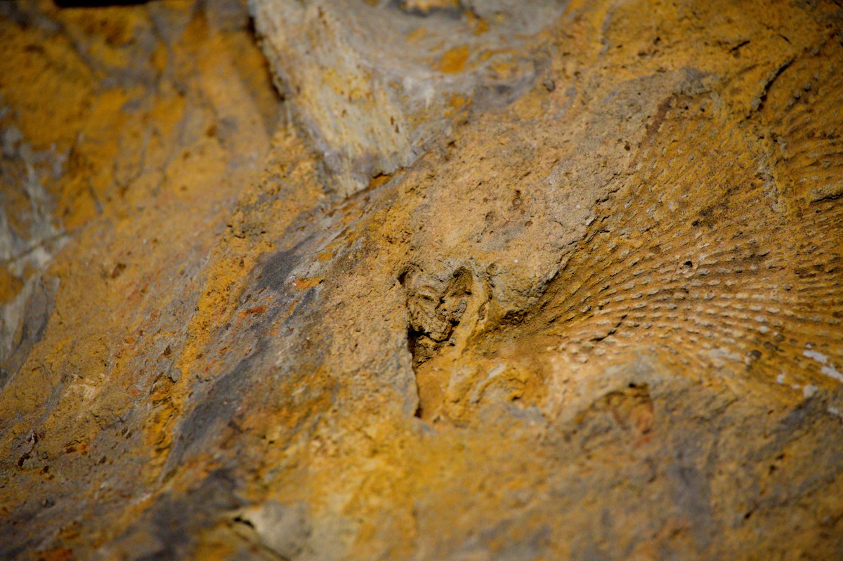 Ancient Fossils Reveal Nature's Oldest Built-In GPS System from 97 Million Years Ago