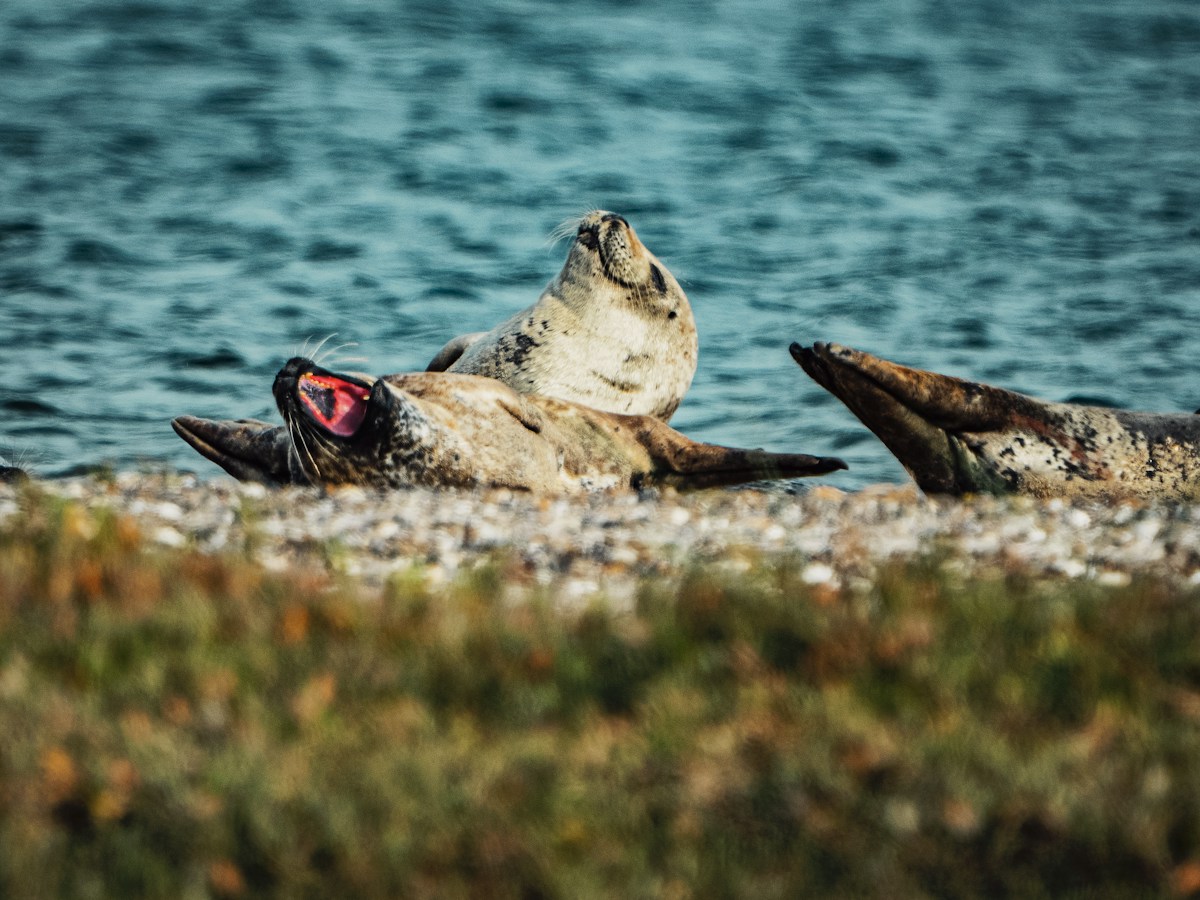 A Peek at the Hilarious Finalists in This Year’s Comedy Wildlife Photography Awards
