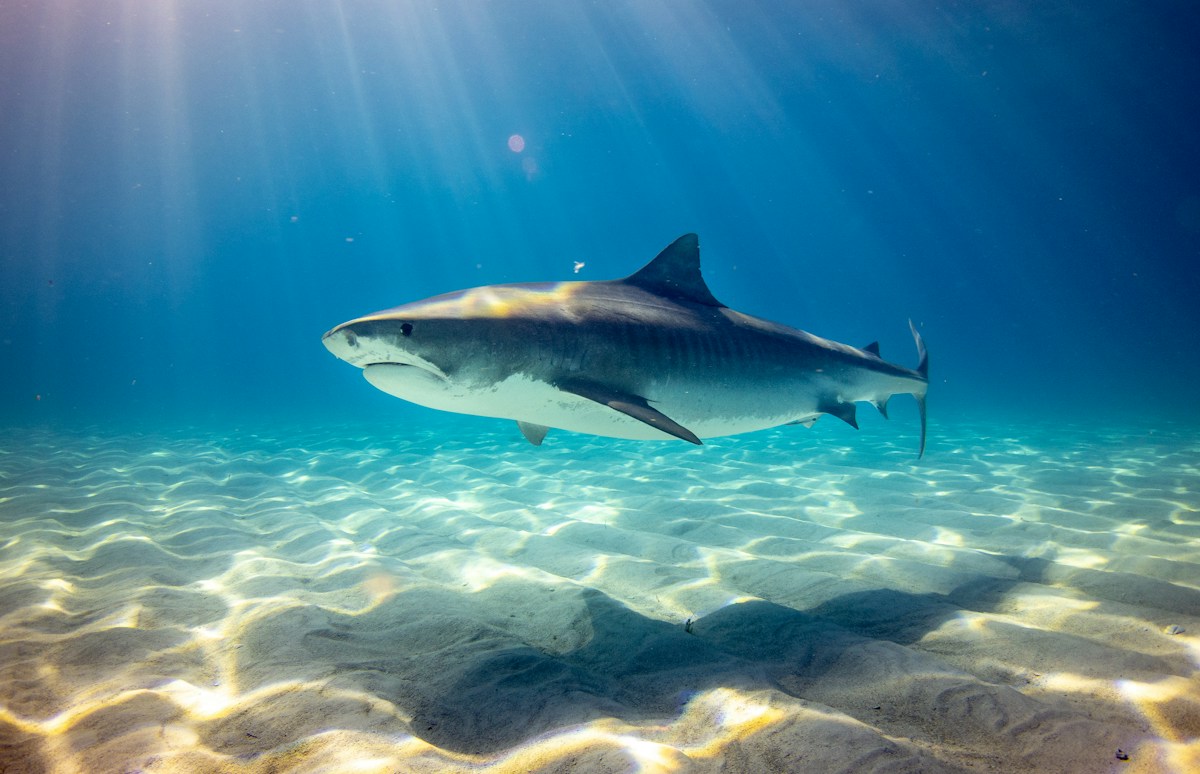 Undersea Whispers: Wild Blacktip Sharks Show Remarkable Ability to Pinpoint Sound