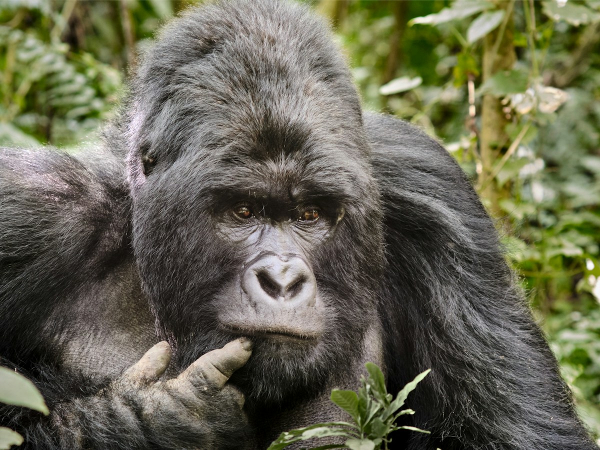 Historic Milestone in Congo as Rewilded Orphan Gorilla Gives Birth in the Wild