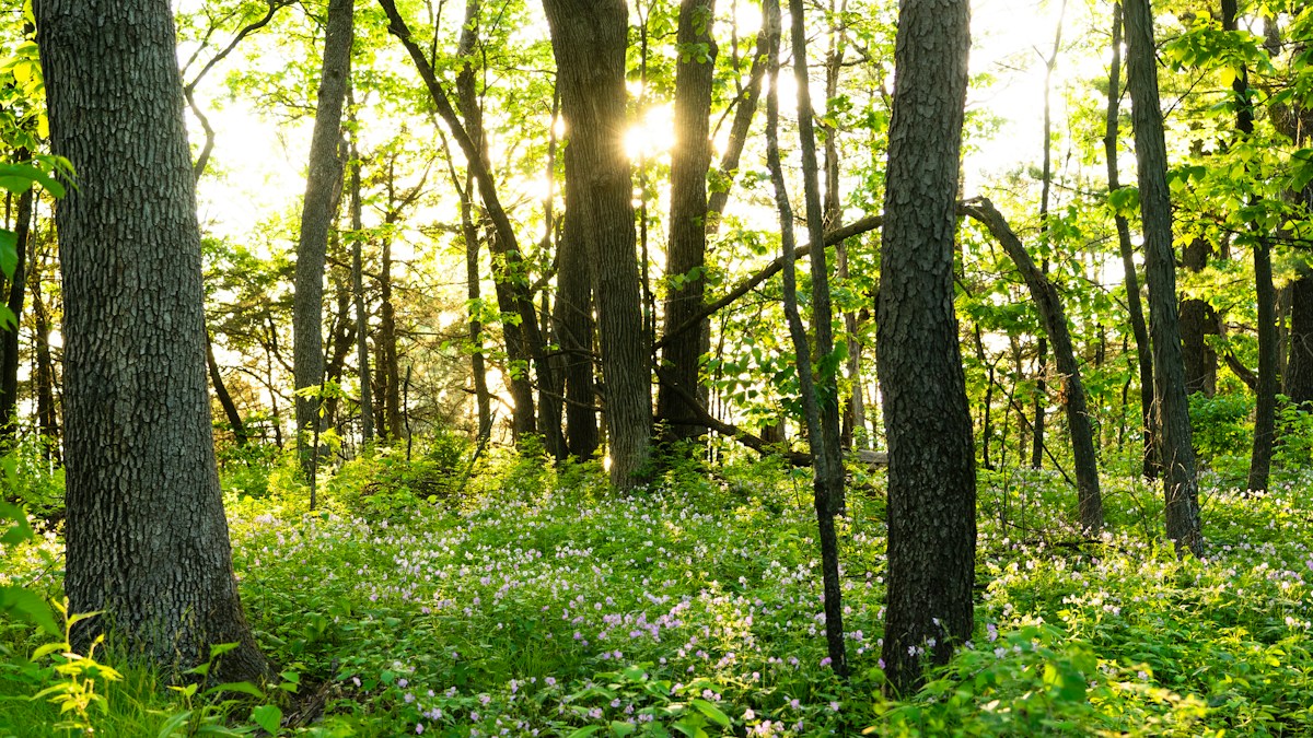 Wisconsin Welcomes Its First Certified Forest Bathing Trail for Accessible Nature Therapy