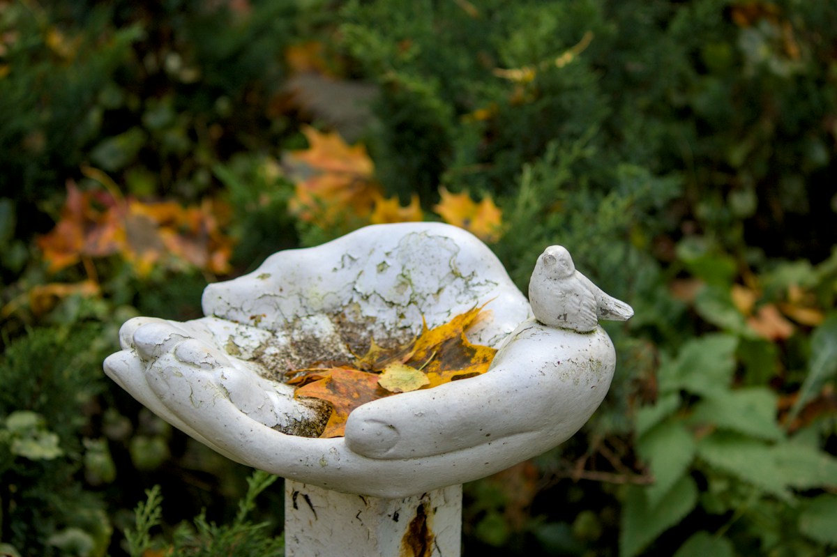 How to turn your autumn garden into a welcoming sanctuary for migrating birds