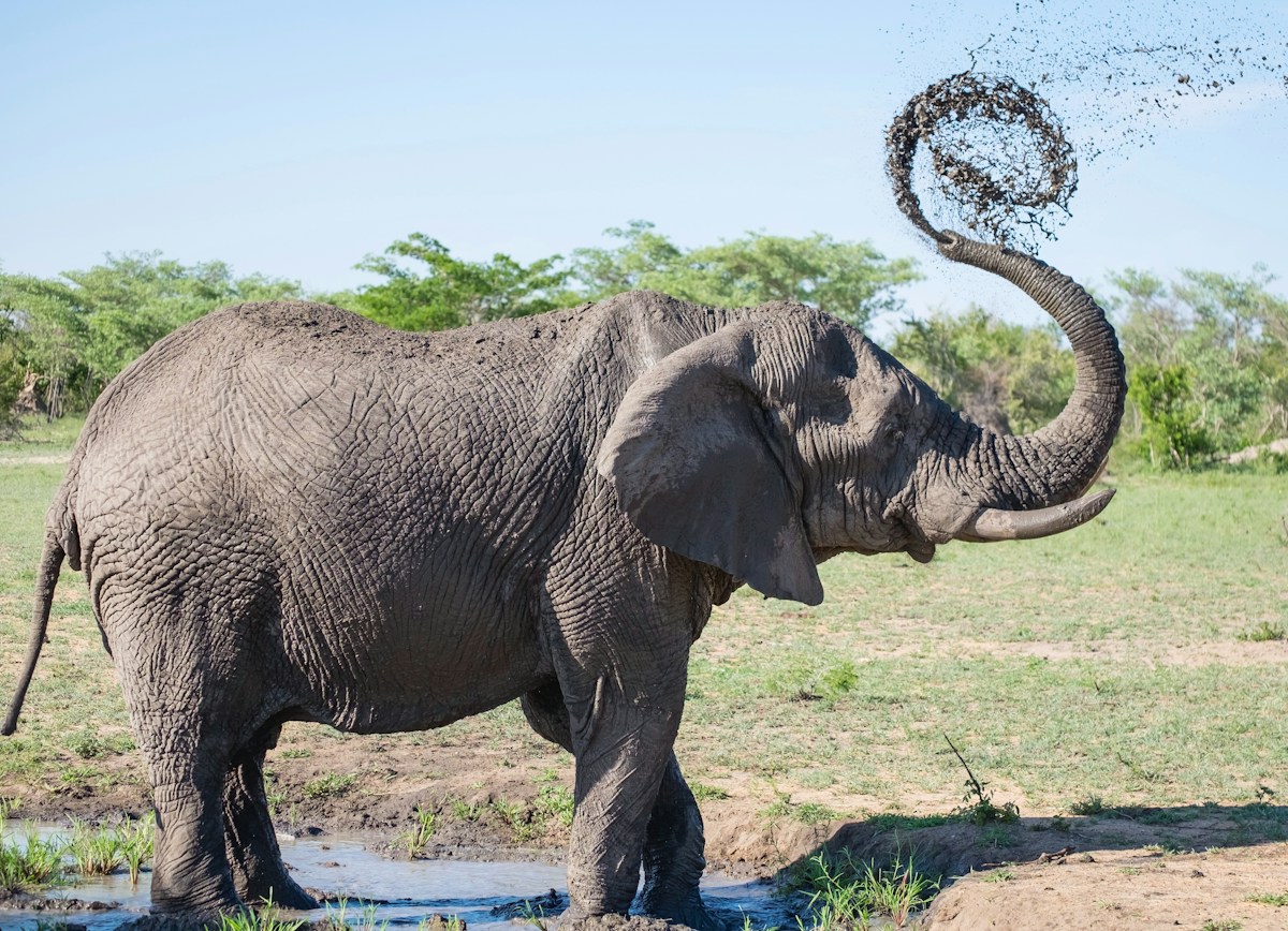 How women leaders are redefining elephant conservation through community partnerships