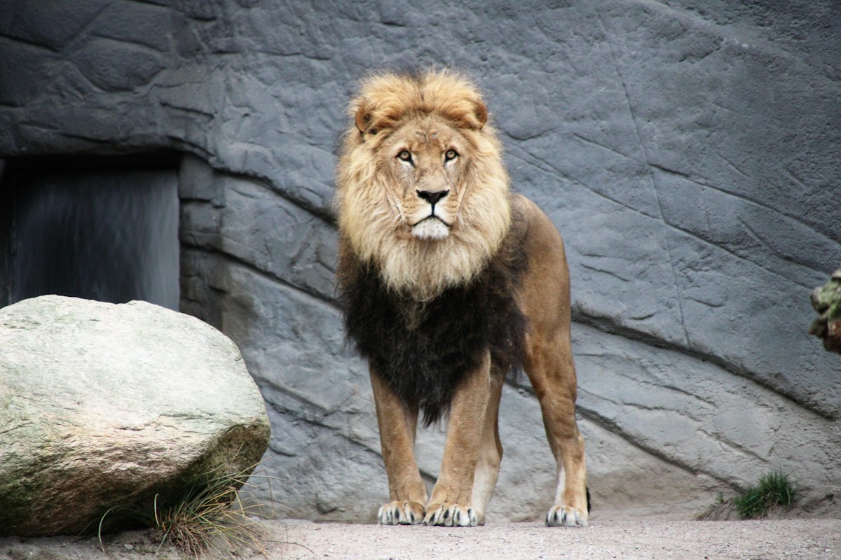 Natural Feeding Schedule Helps Zoo Lions Rediscover Their Wild Rhythms