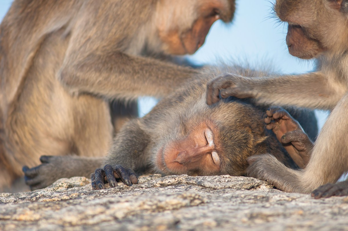 A peaceful evolution: Landmark primate study reveals mild aggression doesn't lead to lethal violence