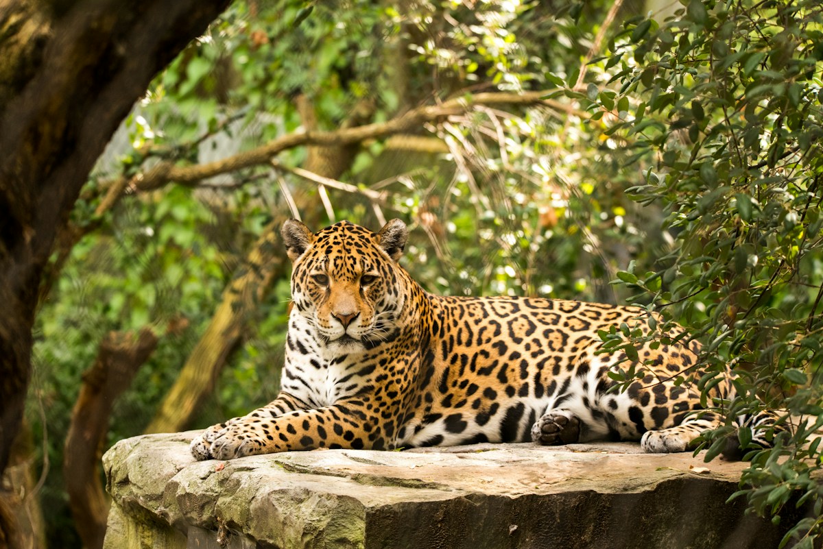 Rare Jaguar Sighting Near Guatemala-Honduras Border Signals Hope for Species Recovery