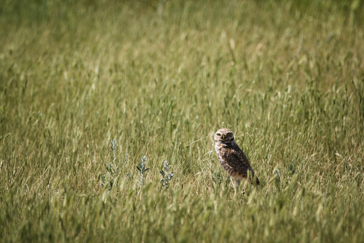 South Dakota Neighbors Band Together to Save Injured Owl Trapped in Barbed Wire