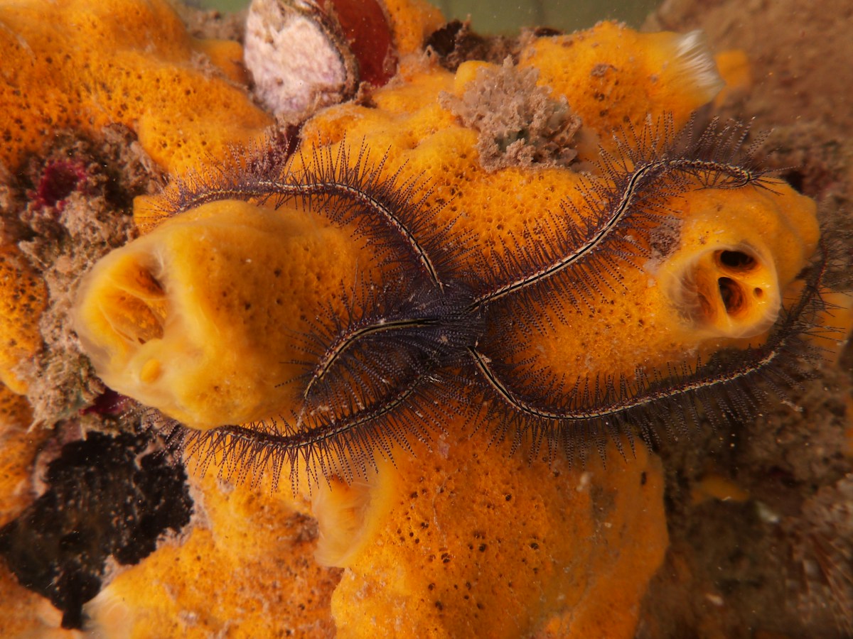 Stunning Golden Coral Discovered in Costa Rica is So Unique it Gets its Own Family Tree
