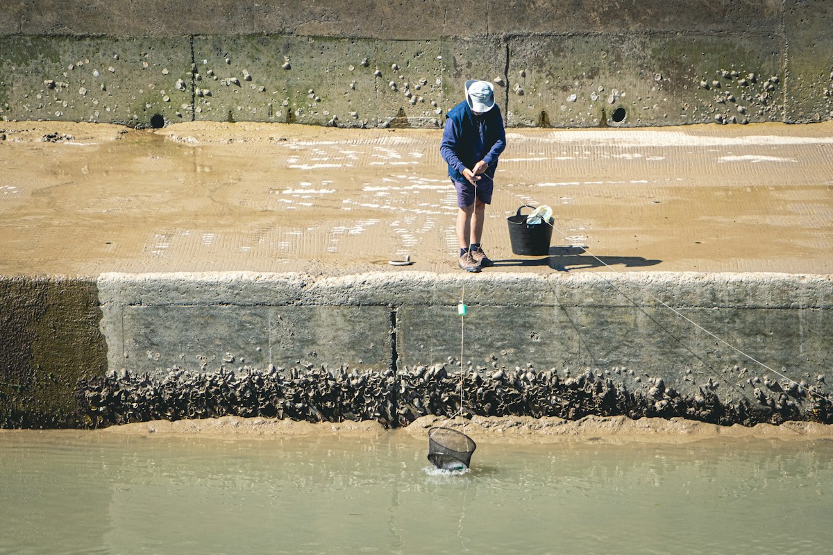 A Calm and Courageous Rescue Frees a Baby Swan Caught in Fishing Line