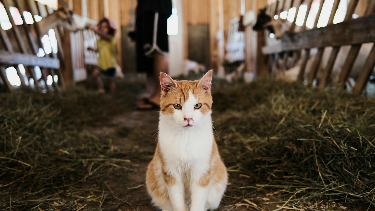 Innovative Barn Cat Programs Offer Stray and Feral Felines a Purr-fect Second Chance at Life