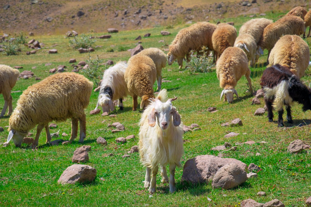 World's Oldest Living Land Animal Shares Genetic Secrets to Healthy Aging