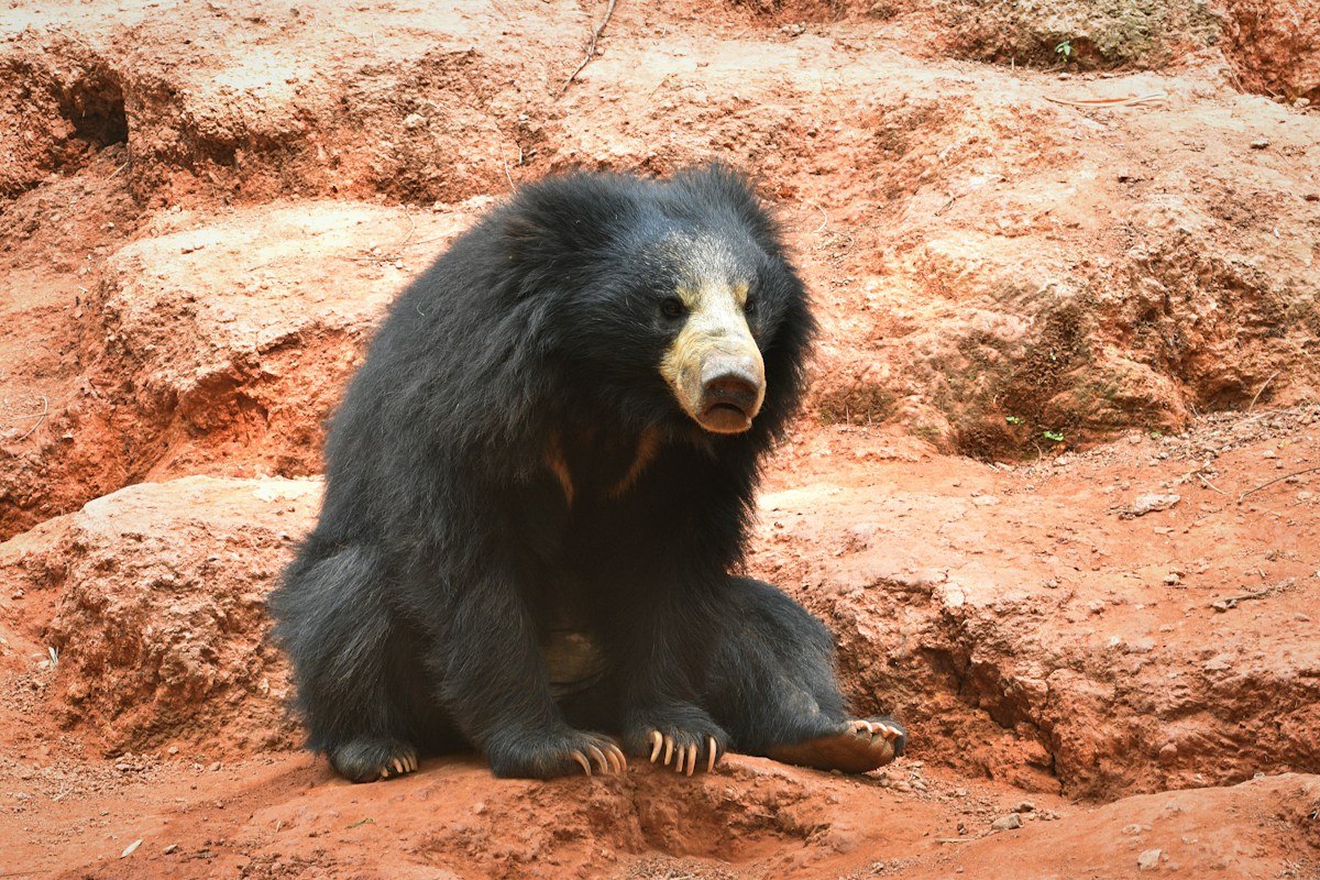 Historic Prosthetic Paw Gives Injured Sloth Bear in India a Second Chance