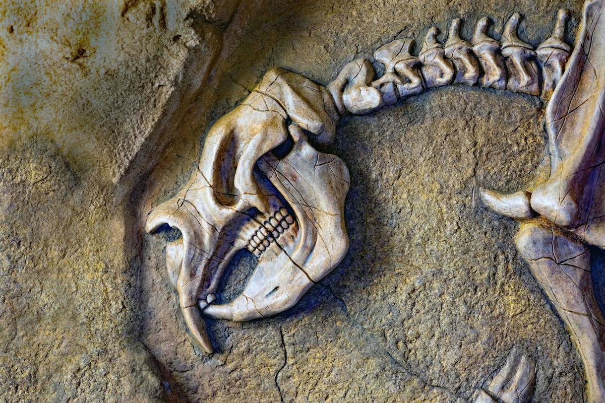 New Scientific Findings Push Back the Beginnings of Animal Life by 200 Million Years