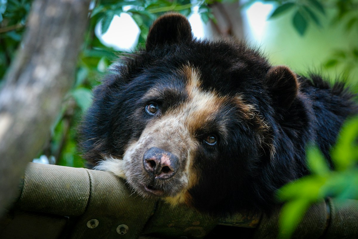 Rescued Sloth Bear Named by Julia Roberts Thrives Years After Freedom