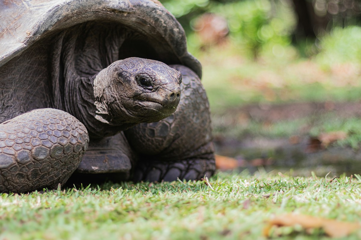 Seychelles Giant Tortoise Population Reaches Historic High of 180,000