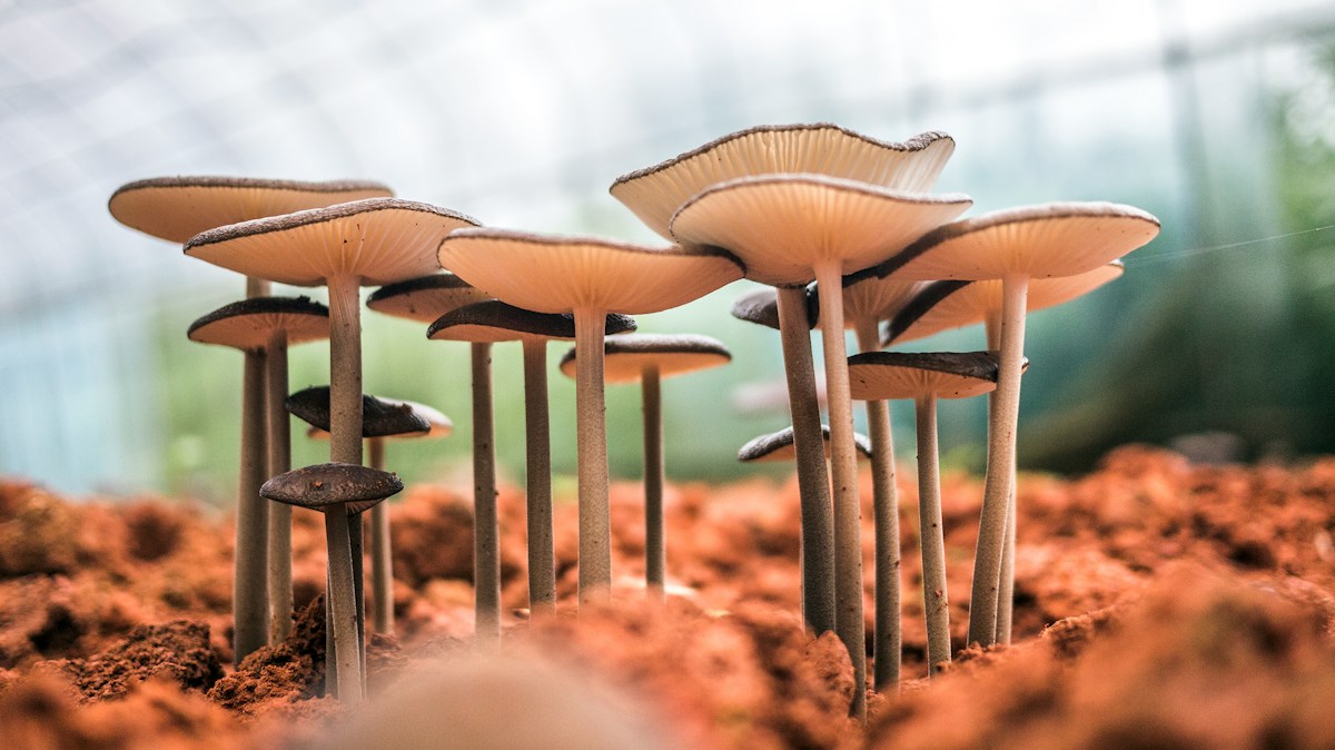 Century-Old Mushroom Mystery Solved, Paving the Way for Eco-Friendly Crop Protection