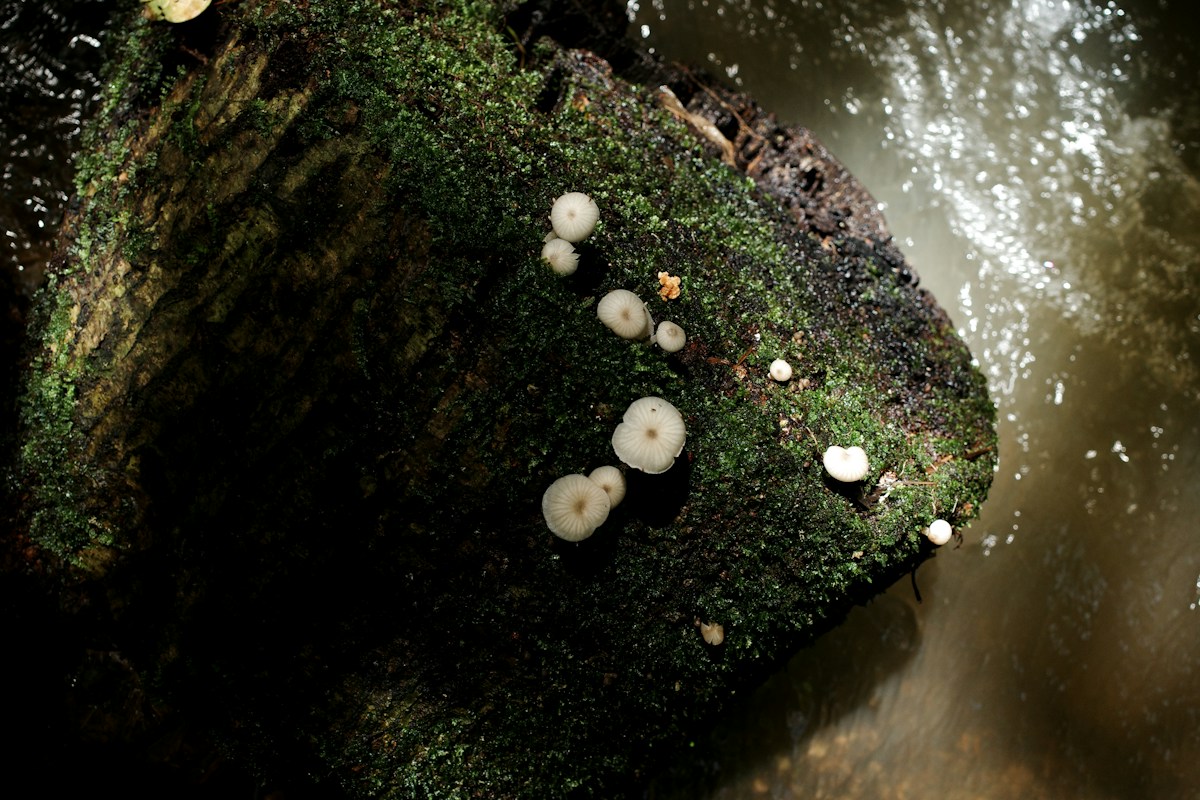 Massive New Fungus Species Discovered in China Reveals Ancient Evolutionary History
