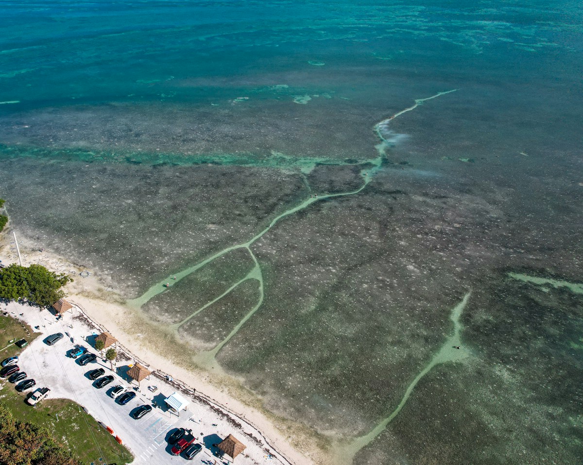 Simple Floating Shades Help Florida Keys Coral Reefs Bounce Back From Heat Stress