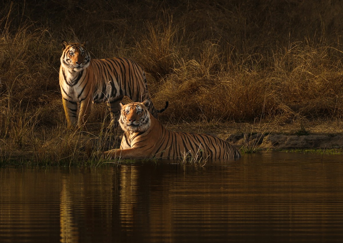 Record Number of Entries Celebrated in 2026 Wildlife Photographer of the Year Awards