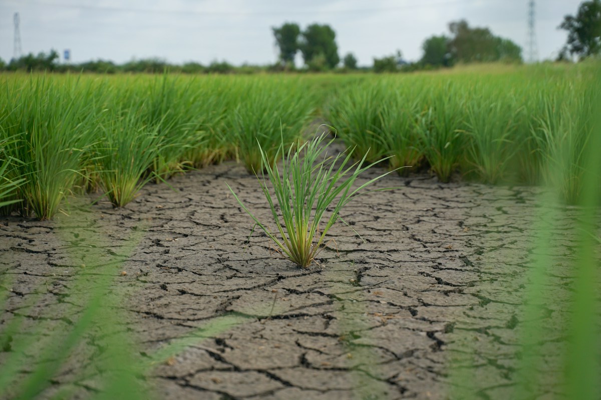 Engineered Plant Defenses Offer Powerful Breakthrough for Global Food Security